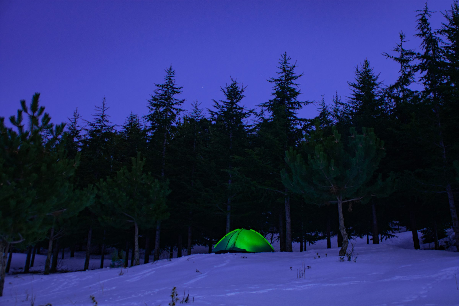Lit green tent in a snowy fir forest at twilight